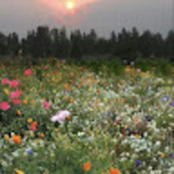 Meet your Posher, Charlotte - Picture 1 of 1